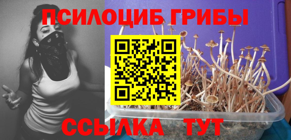 Кириши  сколько стоит  Вход с VPN  Псилоцибиновые грибы прущие грибы 